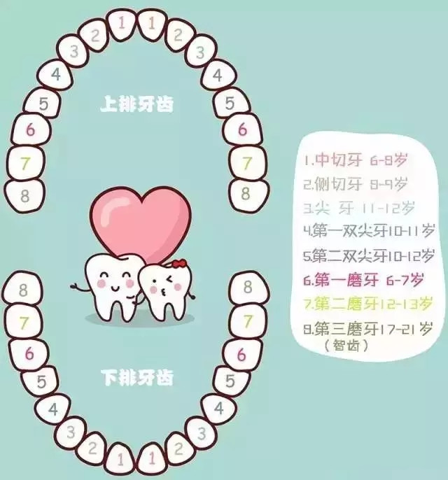 儿童换牙顺序图如下